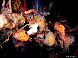 This photo was taken during one of many dives into Mary's... by Steven Anderson 